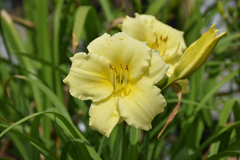 Fragrant Returns Daylily flowers