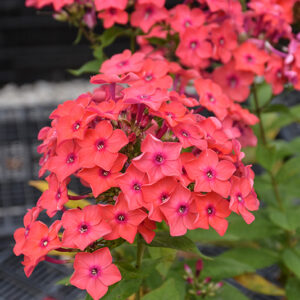 Flame Coral Garden Phlox flowers