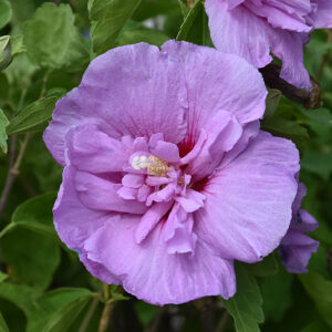 Lavender Chiffon® Rose Of Sharon flowers