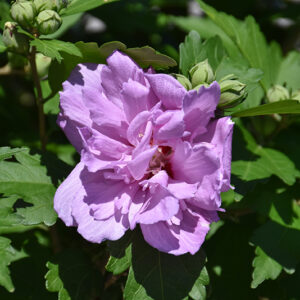Ardens Rose of Sharon flowers