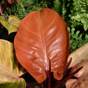 McColley's Finale Philodendron foliage