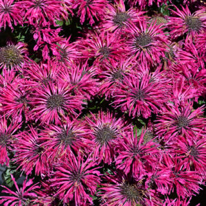 Leading Lady Razzberry Beebalm flowers