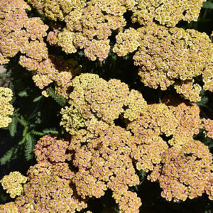 Firefly Peach Sky Yarrow flowers