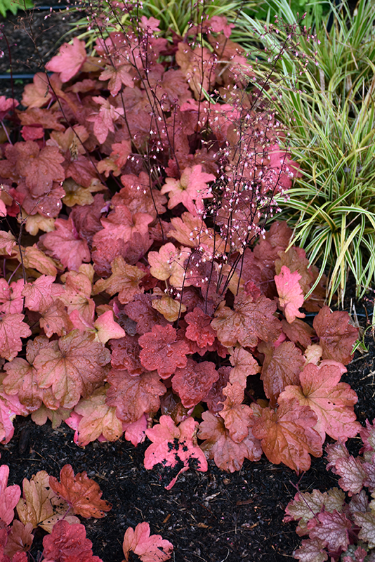 Carnival Cinnamon Stick Coral Bells in bloom