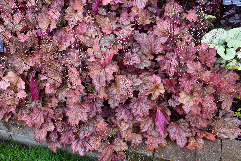Carnival Watermelon Coral Bells in bloom