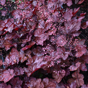 Carnival Burgundy Blast Coral Bells flowers