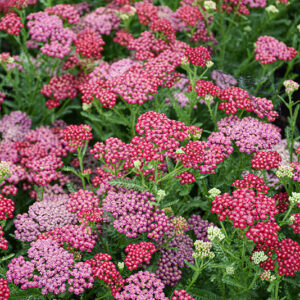 New Vintage&trade; Red Yarrow flowers