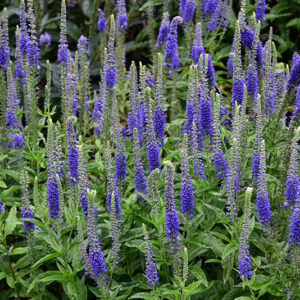 Sunny Border Blue Speedwell flowers