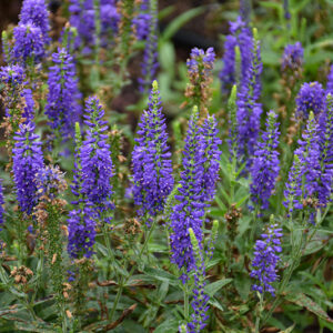 Moody Blues&reg; Dark Blue Speedwell flowers