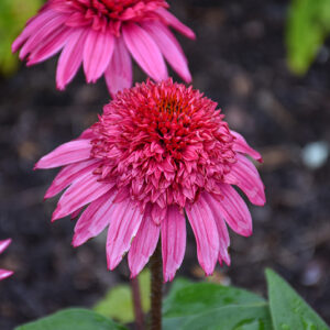 Double Scoop&trade; Watermelon Deluxe Coneflower flowers