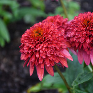 Double Scoop&trade; Raspberry Deluxe Coneflower flowers