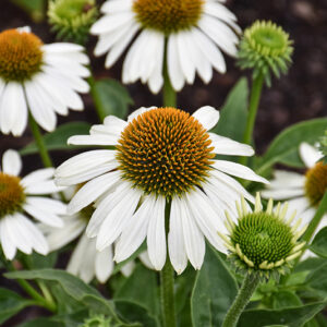 Sombrero&reg; Blanco Coneflower flowers