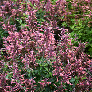 Guava Lava Anise Hyssop flowers