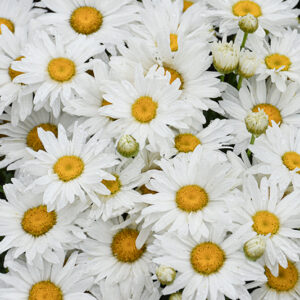 Whitecap Shasta Daisy flowers
