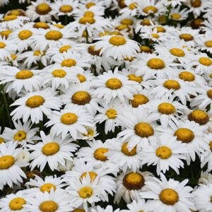 White Lion Shasta Daisy flowers