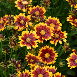 UpTick&trade; Red Tickseed flowers
