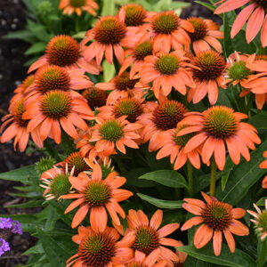 Artisan&trade; Soft Orange Coneflower flowers