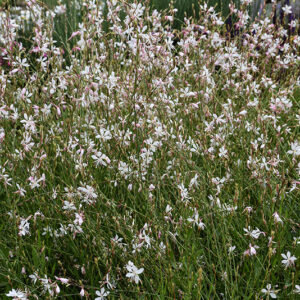 Sparkle White Gaura in bloom