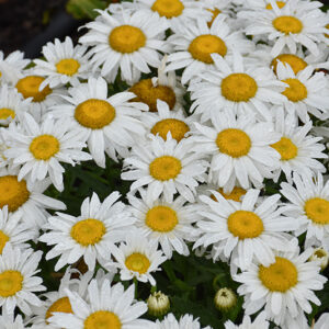 Madonna Shasta Daisy flowers
