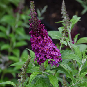 Chrysalis&trade; Cranberry Butterfly Bush flowers