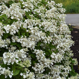Fire And Ice&reg; Hydrangea