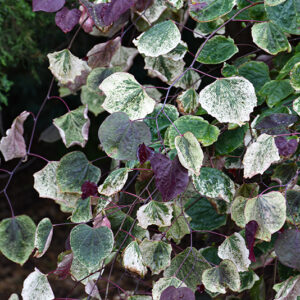 Carolina Sweetheart&reg; Redbud foliage