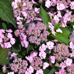 Tiny Tuff Stuff™ Hydrangea flowers