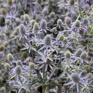 Blue Glitter Sea Holly flowers