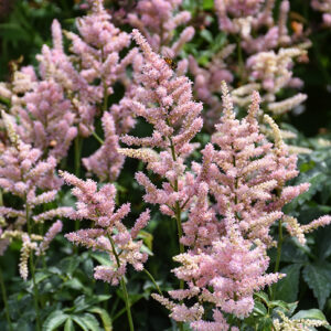 Peach Blossom Japanese Astilbe flowers