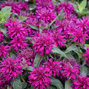 Balmy Purple Beebalm flowers