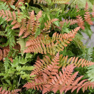 Brilliance Autumn Fern foliage