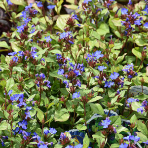 Plumbago flowers