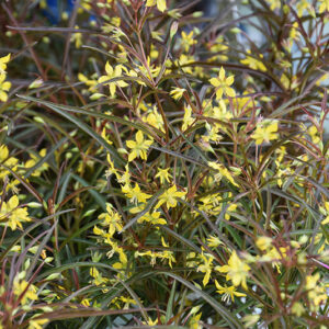 Burgundy Mist Star Flower flowers