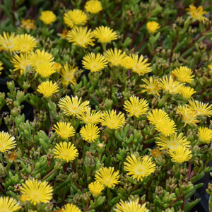 Delmara™ Yellow Ice Plant flowers