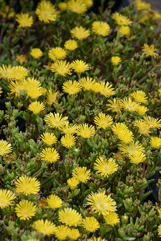Delmara™ Yellow Ice Plant flowers