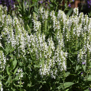 Lyrical&trade; White Meadow Sage flowers