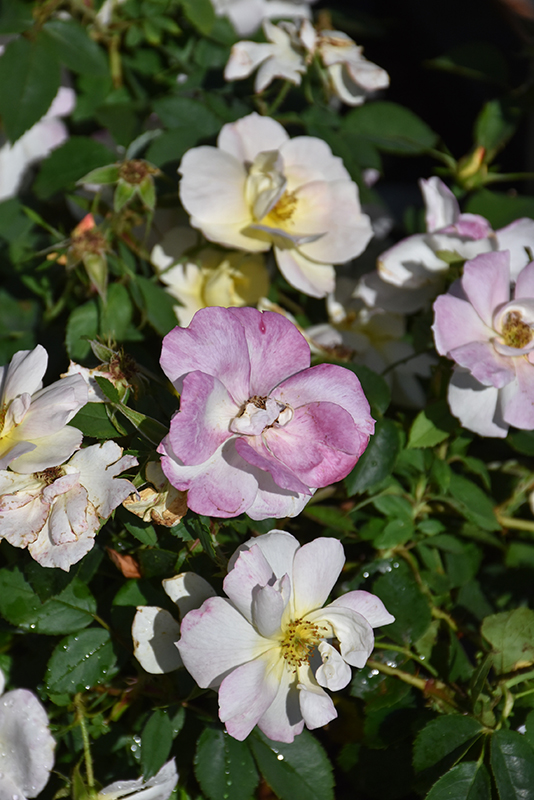 Peach Lemonade® Rose flowers