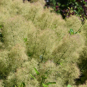 Young Lady Smokebush flowers