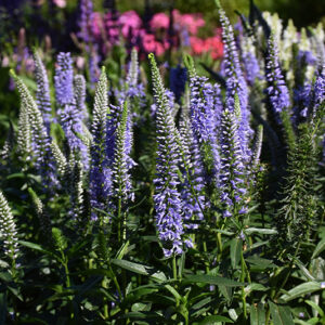 Magic Show® Ever After Speedwell flowers