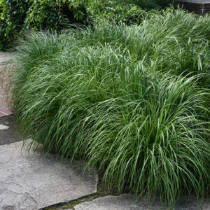 Fountain Grass