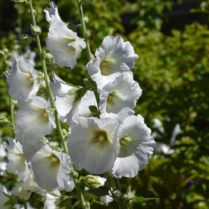 Polarstar Hollyhock flowers