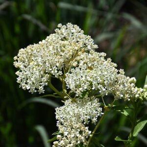 Ice Ballet Milkweed flowers