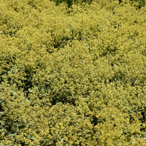 Lady's Mantle in bloom