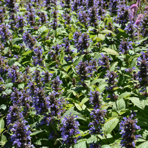 Prelude&trade; Blue Catmint flowers