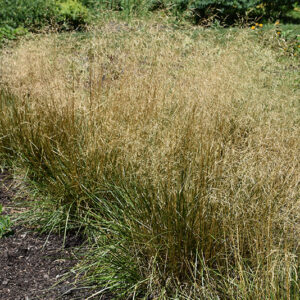 Tufted Hair Grass in bloom