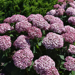 Incrediball&reg; Blush Smooth Hydrangea flowers