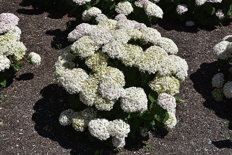 Invincibelle Wee White® Hydrangea in bloom