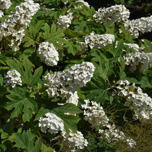 Jetstream&trade; Hydrangea flowers