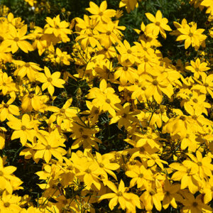 Tickseed flowers