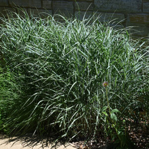 Switch Grass